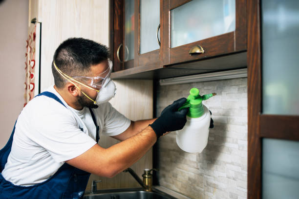 Best Affordable Pest Control Services  in Plain City, UT