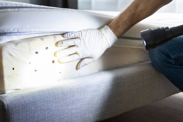 Best Best Pest Control Companies  in Plain City, UT