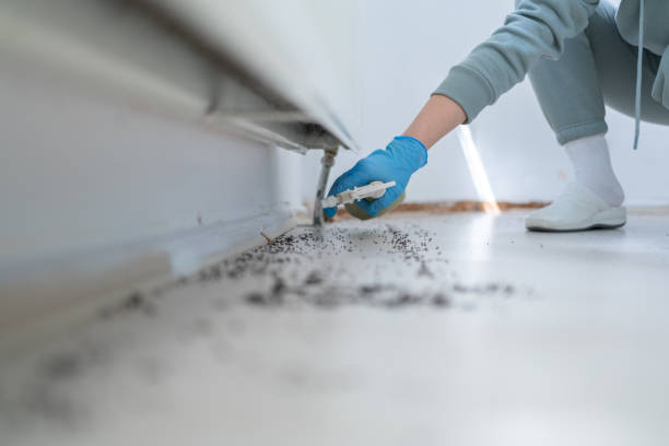 Best Affordable Pest Control Services  in Plain City, UT